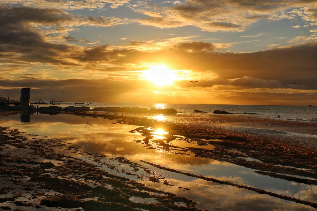 Sunset on a beach over the sea with a few rocks and seagulls silhouetted against the golden sky