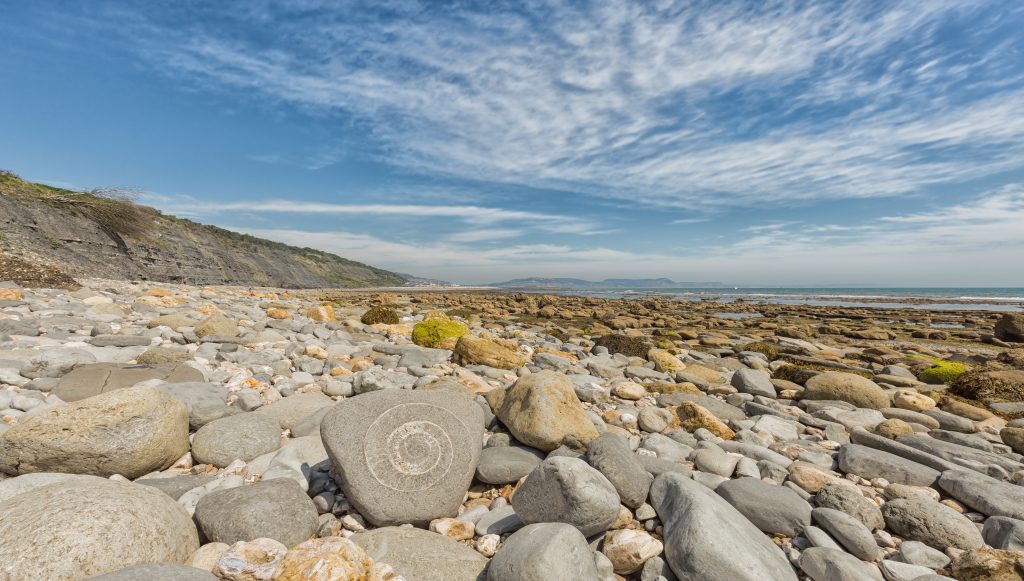 A large grey stone with a large white ammonite fossil on the face of it sitting on a stoney beach with a low grey cliff close to Lyme Regis, the tide is out and the sea is only just visible in the distance. 