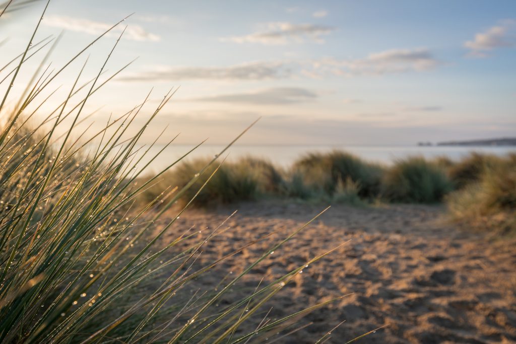 close up of some tall grass with dew on in front of a white sandy beach. there is more grass out of focus in the background and the sea behind that at dawn with golden light catching on the grass. Studland Beach Dorset