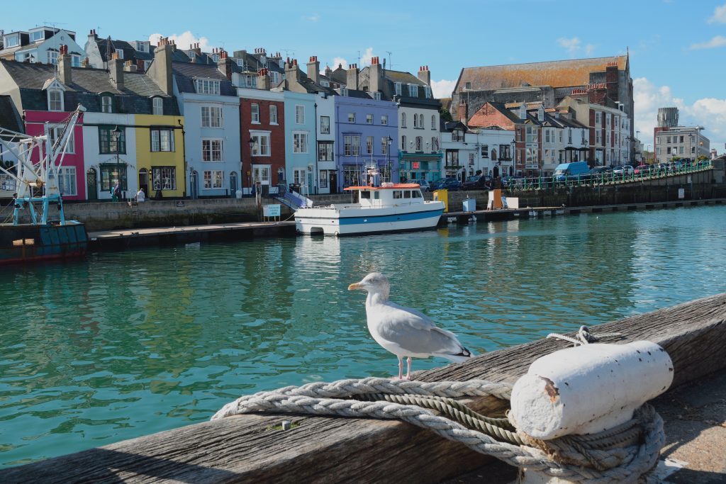 a seagull on a wooden wall beside a harbour filled with bright blue water with one small white fishing boat behind. On the far side of the harbour is a row of terraced buildings painted in different colours. 