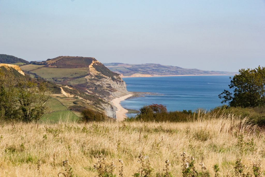 View from the top of Golden Cap cliff on the Dorset Jurassic Coast, with log yellow grass in the foreground and a long stretch of coast below with a sandy beach and blue sea beside grassy cliffs with grey and yellow faces., taken on a sunny day with clear blue sky above. 