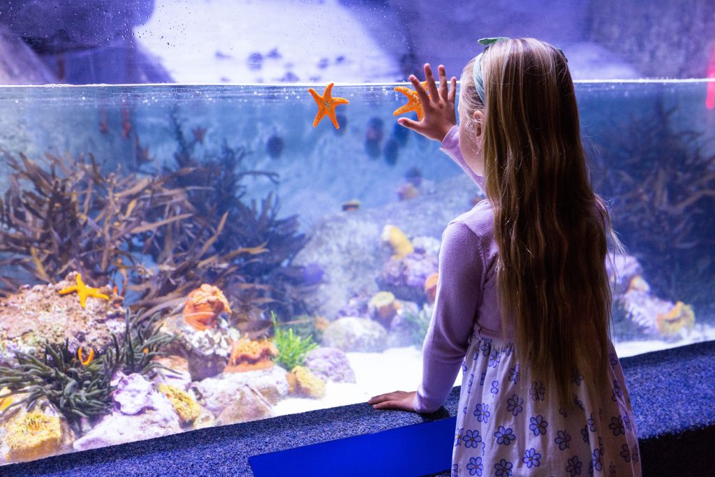 A young girl in a purple cardign and white dress with blue flower is standing in front of a large fish tank pressing the glass with her palm and looking at two orange star fish. Sea Life Centre Weymouth Dorset.