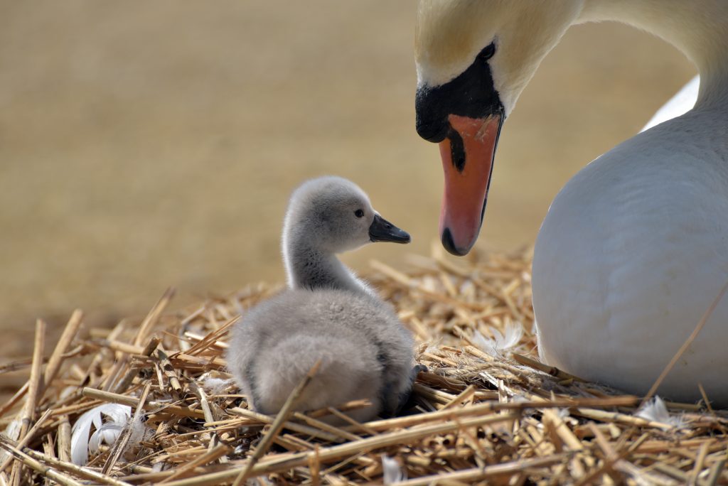 Family Friendly Weymouth Attractions