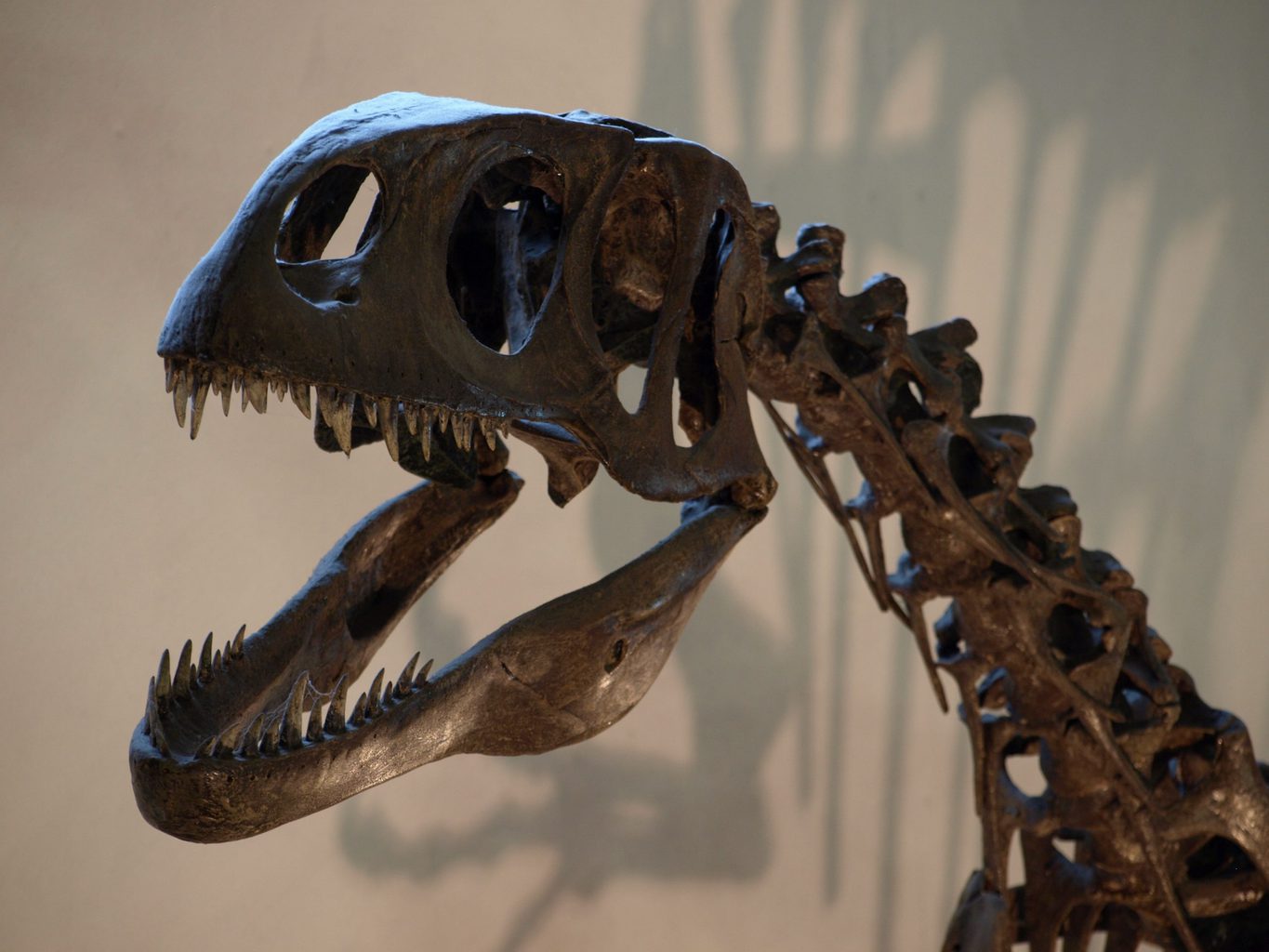 Close up of the head and neck of a dinosaur skeleton with its mouth open showing sharp teeth inside the Dinosaurland Fossil Museum