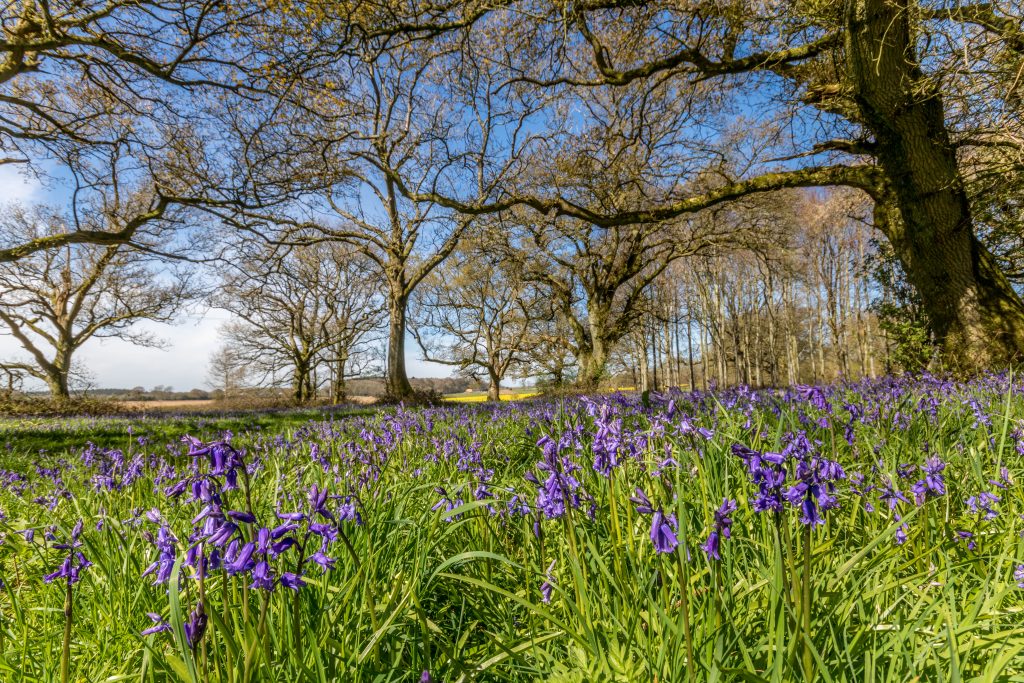 Bluebells at Cranborne Chase in Dorset