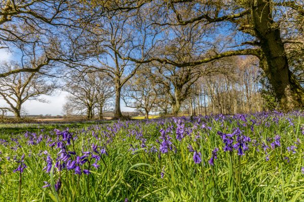 18 of the Best Springtime Bluebell Woods in Dorset