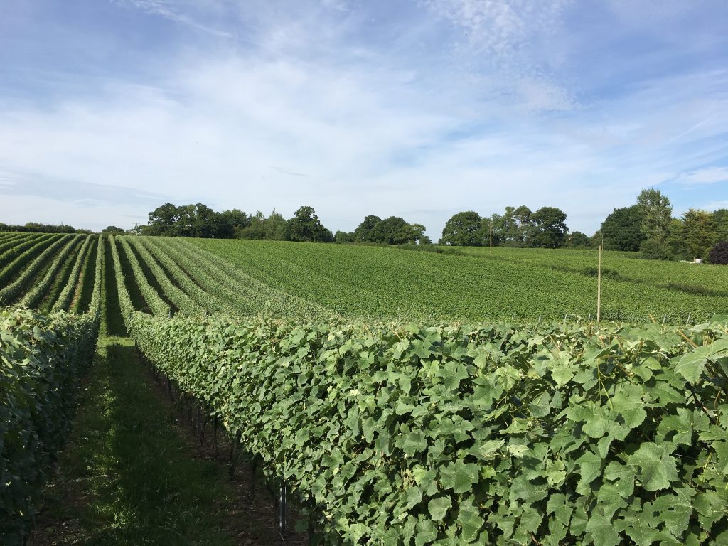 English Oak Vineyard in Dorset