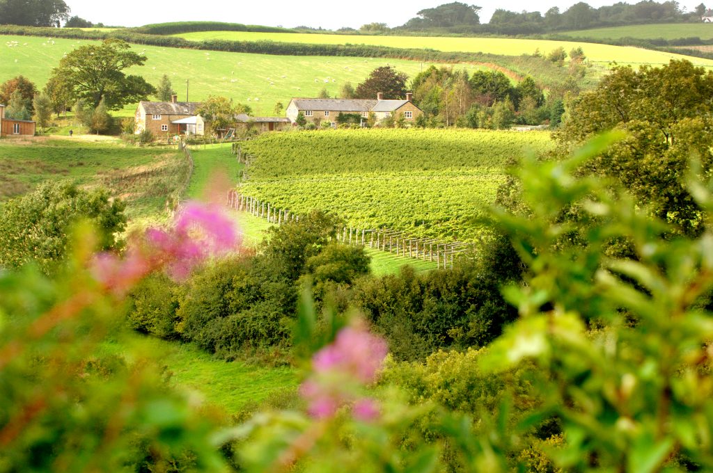 vineyard near Bridport