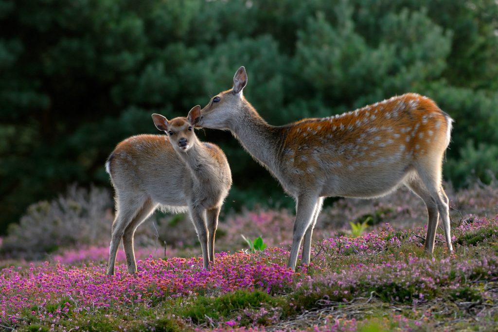 Two deer standing in a field of purple heather with trees behind at Arne Nature Reserve on the Isle of Purbeck, the larger deer is licking the smaller ones head