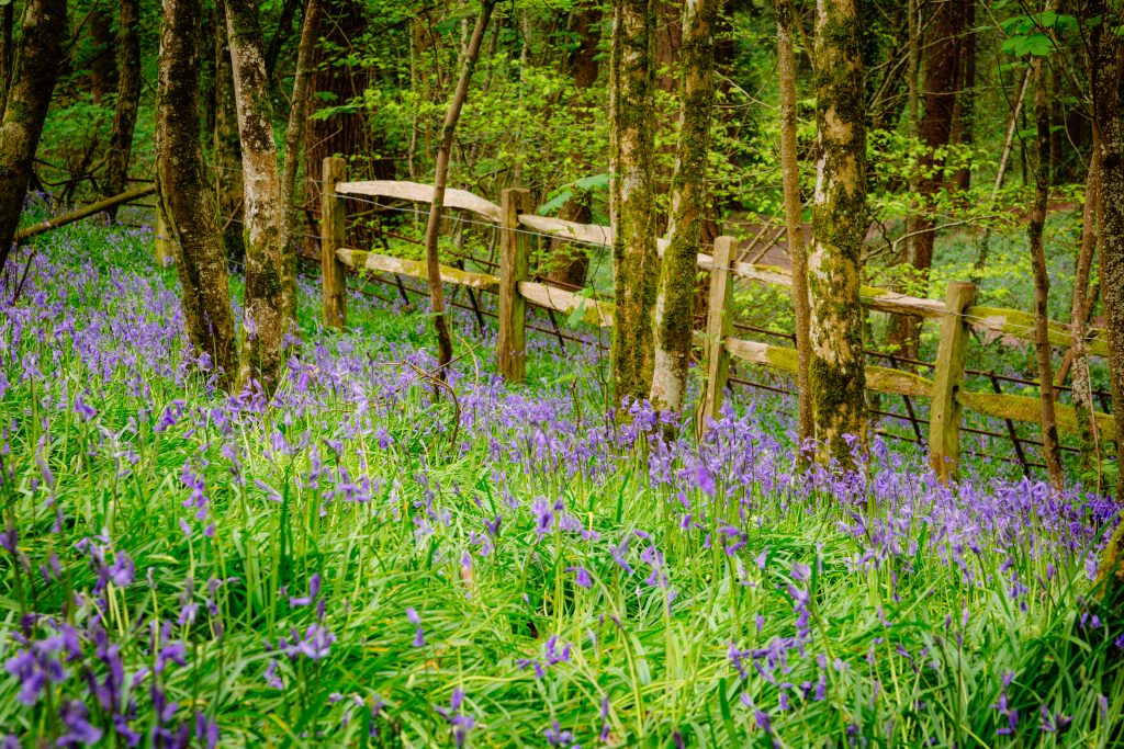 Bluebells in Thorncombe Woods near Dorchester Dorset