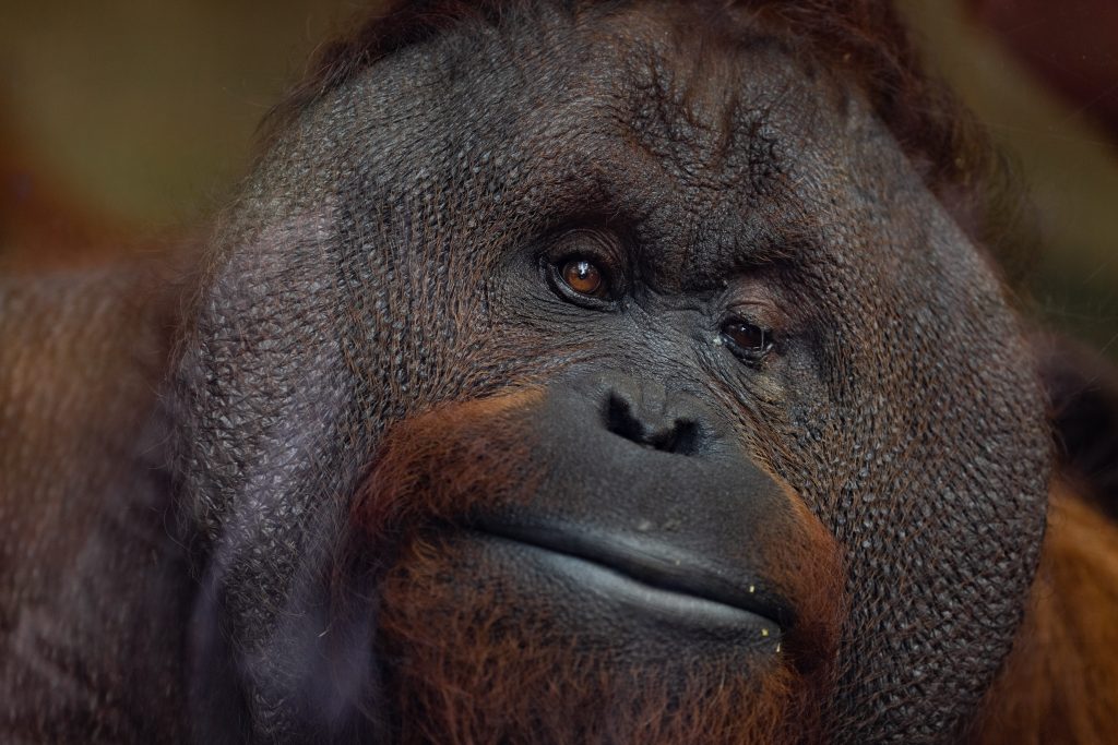 Close up of an orangutan's face looking directly at the camera with orangey-brown eyes. Monkey World Ape Rescue Centre is one of the best places to take kids in Dorset