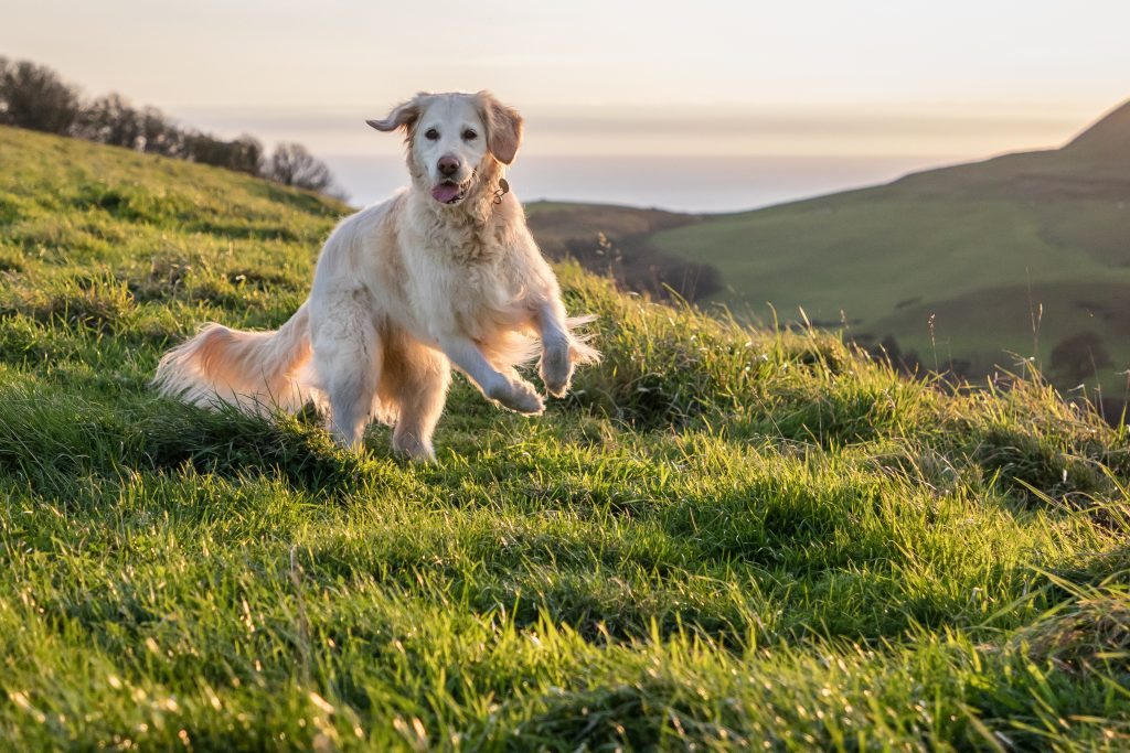 golden retriever jumping on top of a cliff at sunset with a pink sky behind - best dog friendly hotels in dorset