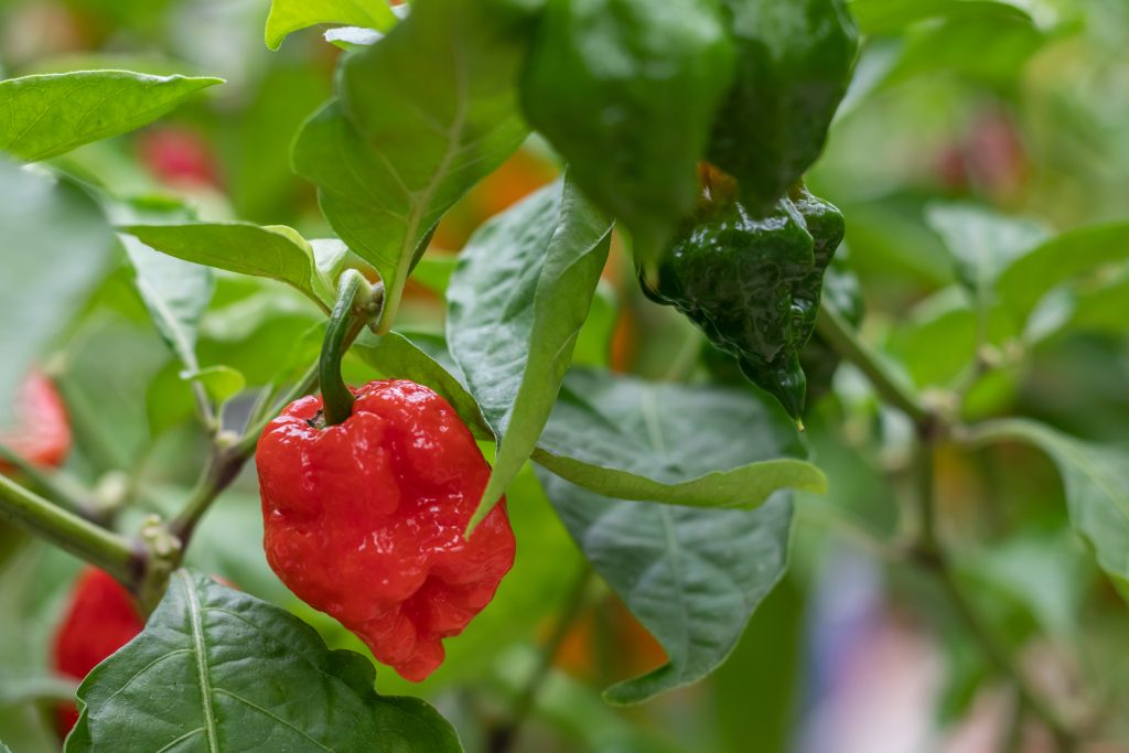 Dorset Naga Chilli