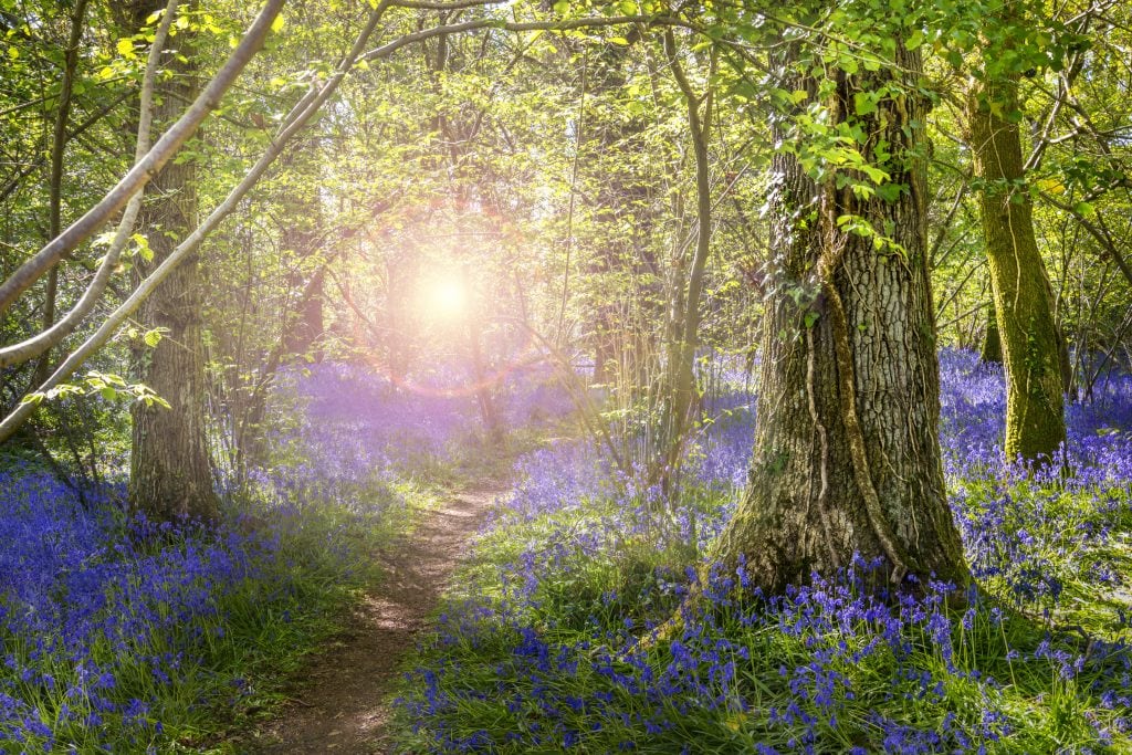 Bluebell Woods Dorset