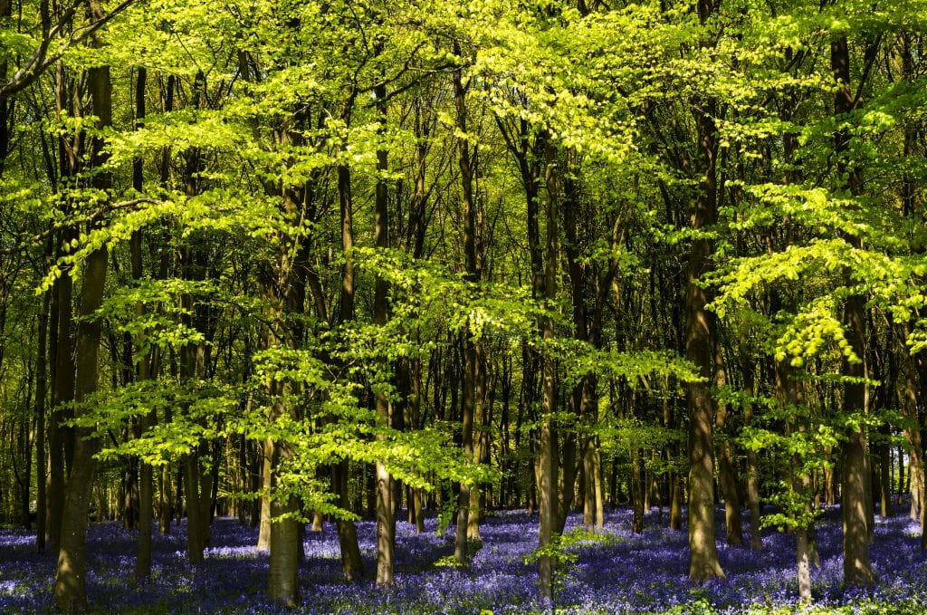 Bluebell woods at Pamphill in Dorset