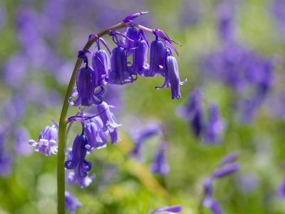 Closeup of a bluebell flower in spring