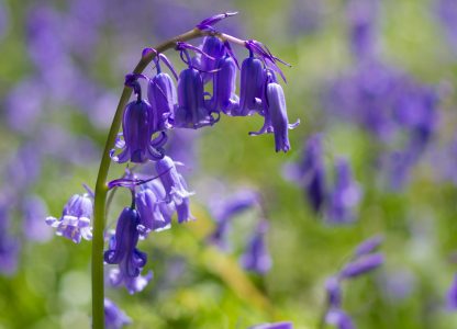 17 of the Best Springtime Bluebell Woods in Dorset