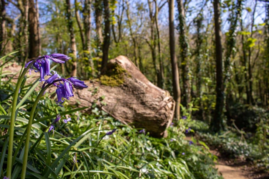 Holway Bluebell Woods near Sherborne Dorset