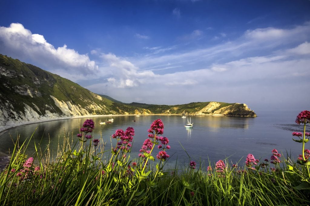 View of Lulworth Cove in Dorset from the top pf a low headland with long grass and pink wildflowers in front of the view of the calm blue bay surrounded by grassy cliffs
