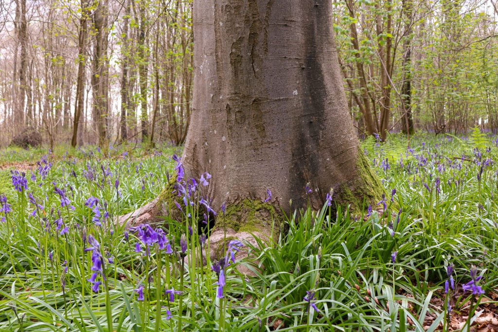 lower section of a large smooth tree trunk surrounded by a carpet of bluebell plants with long green leaves and purple flower heads with many slim trees out of focus in the background