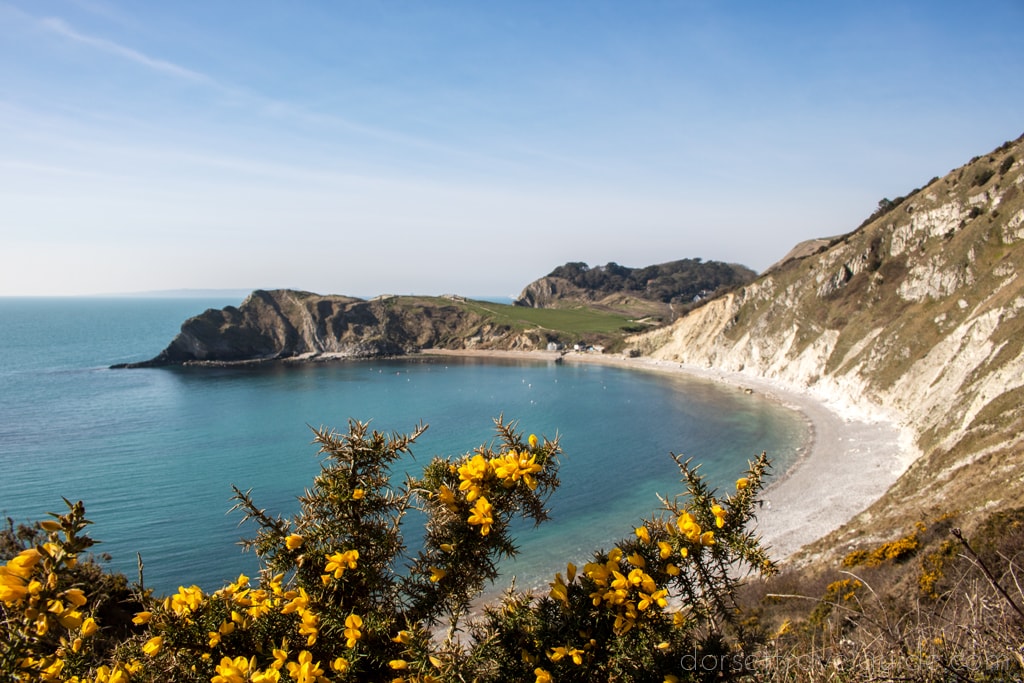 view of a circular cove from the top of a cliff. There are gorse bushes in the foreground with yellow flowers on, and the cove with bright blue water and a grey shingle beach below, surrounded by low grassy cliffs, taken on a sunny day with clear blue sky above