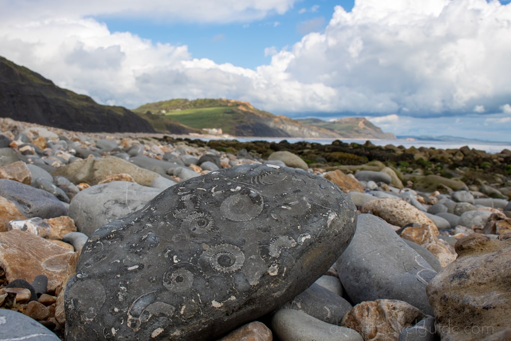 grey rock full of spiral shaped ammonite fossils on beach walk from Charmouth to Lyme Regis. the rock is surrounded by stones and pebbles, with a green cliff in the backgorund and a blue sky with fluffy white clouds