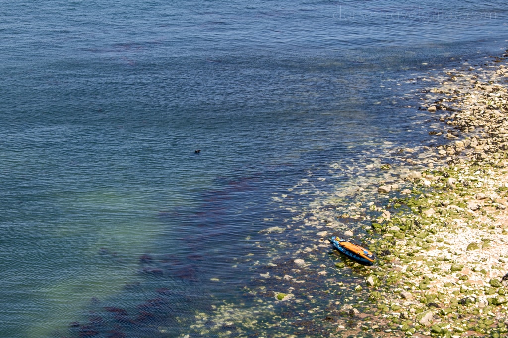 Seal off the coast at Handfast Point in Purbeck Dorset