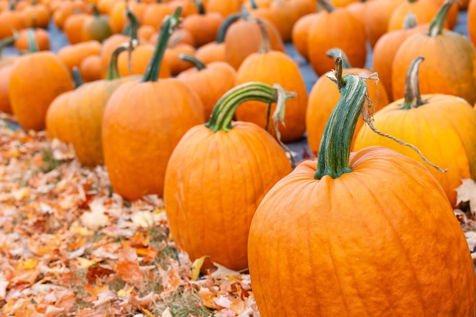 Pumpkin patch in Dorset with many large orange pumpkins clustered together