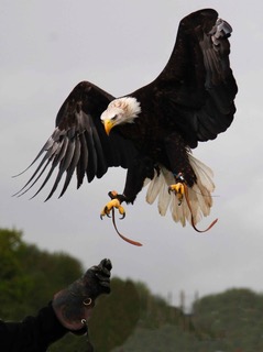 a black eagle in mid flight with its wings stretched out and its head looking down. it is reaching forwards with its talons towards a wooden branch where it is about to land. 