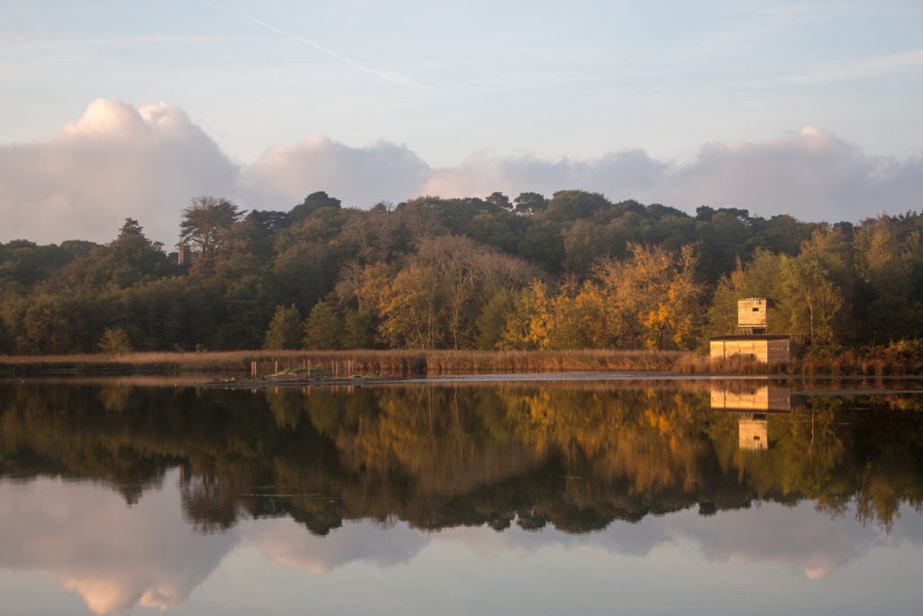 looking across flat calm water towards an island with a dense green forest and a small wooden birdwatching hut reflected in the water just after sunrise with golden light. Brownsea Island Dorset. 