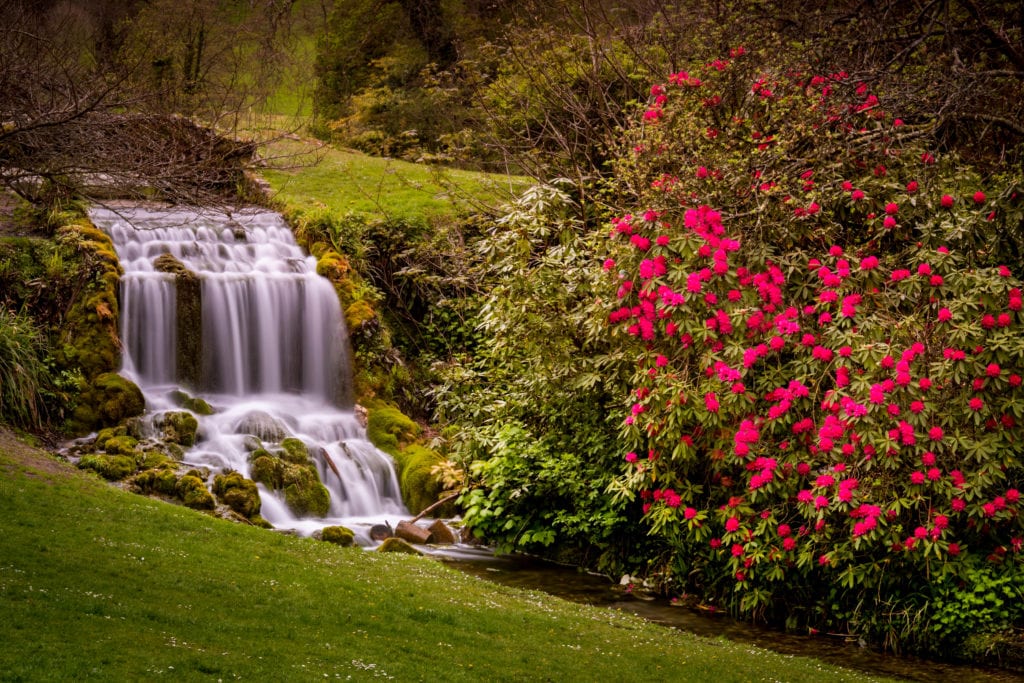 long exposure of a waterfall flowing in two layers down a small rock face behind a green lawn with a large Rhododendron bush full of pink flowers next to the fall.