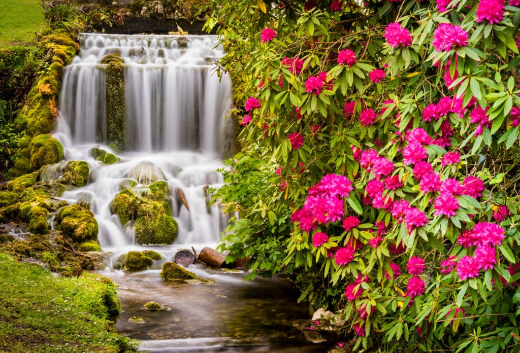 long exposure of a waterfall flowing down a rockface in two layers into a small stream with a grassy bank on the left side and a large Rhododendron bush full of pink flowers on the right. Best waterfalls in dorset. 