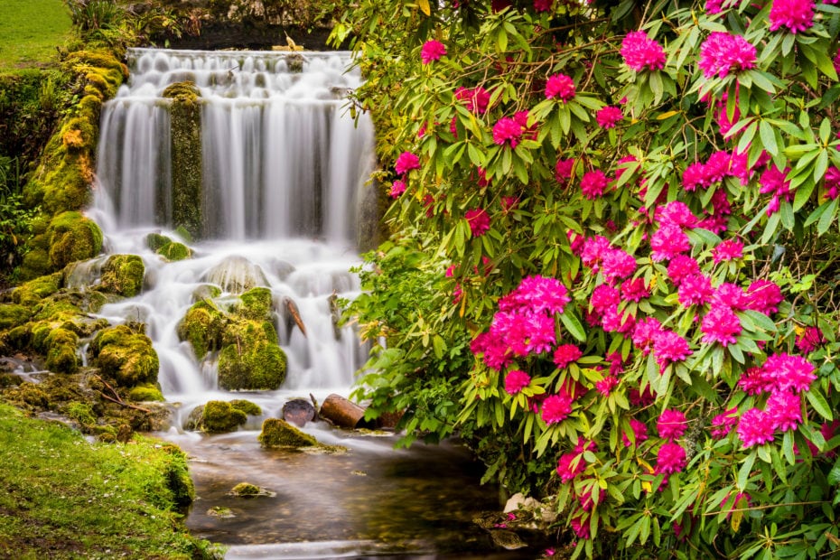 long exposure of a waterfall flowing down a rockface in two layers into a small stream with a grassy bank on the left side and a large Rhododendron bush full of pink flowers on the right. Best waterfalls in dorset.