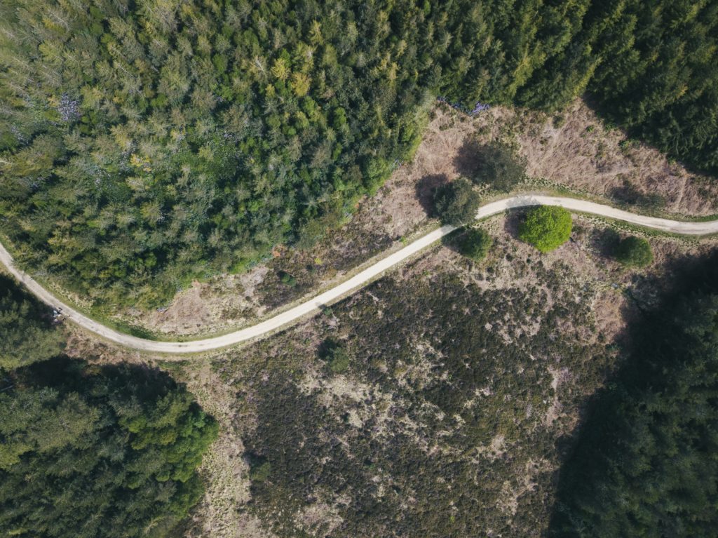 overhead shot of a narrow road winding through a green pine woods in Puddletown Forest in Dorset, UK