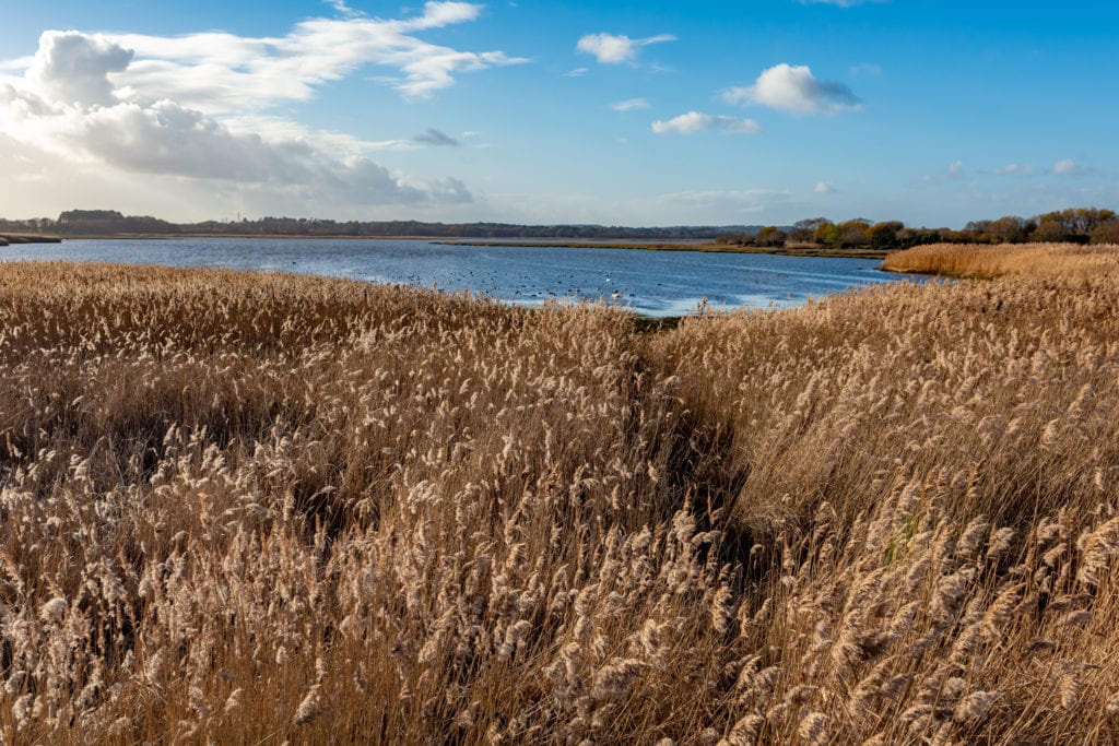 Landscape photograph looking over a sea of common reeds and on to Lytchett bay on a sunny day