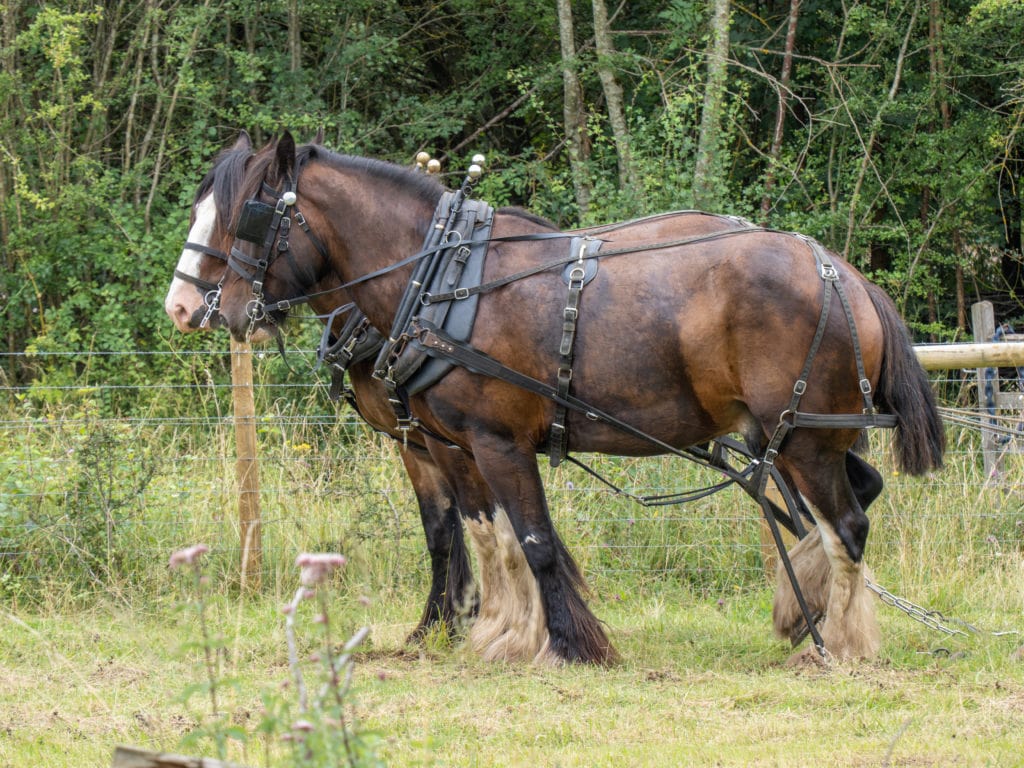 Two brown Shire Horses with harnesses walking in a field with a fence behind them and trees beyond that. best things to do near bournemouth. 