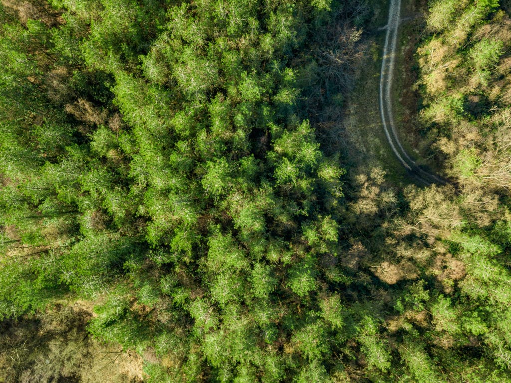 overhead shot of a dirt track running through a dense green pine forest at Thornecombe Woods in Dorset