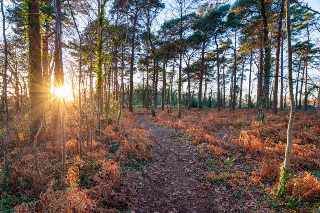 looking through tall pine trees in wareham forest in dorset at a sunset which is making a lens flare through the trees. the ground is covered in brown ferns. 