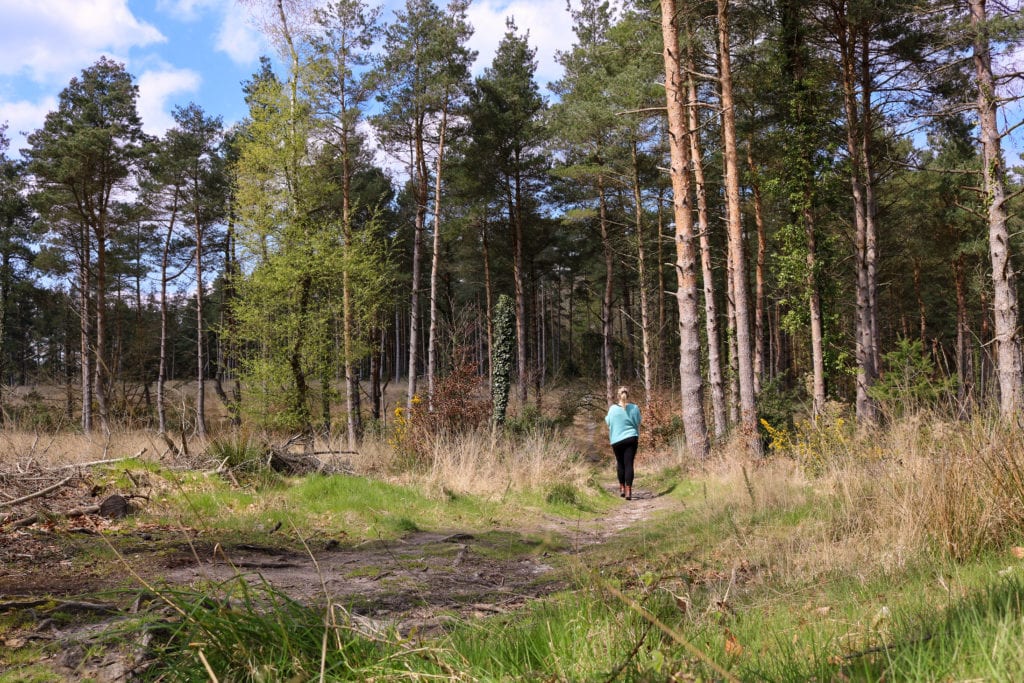 A forest of pines trees with a dirt path and a girl with blonde hair in a pony tail walking towards the trees wearing black leggings and a turquoise jumper at Affpuddle Woods in Dorset England