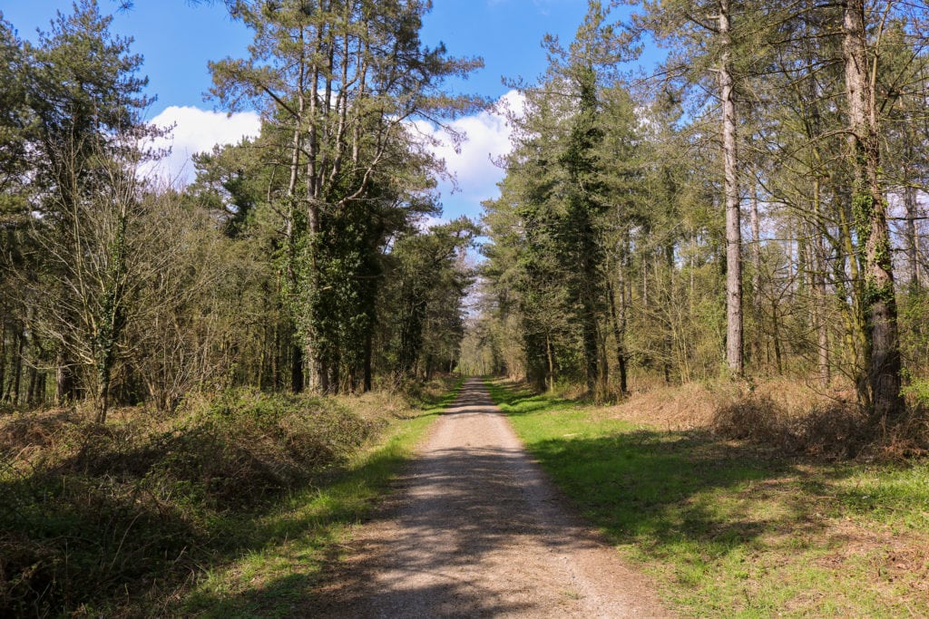 A forest of pines and other trees with a dirt path leading foreward and blue sky overhead - Hethfelton Wood