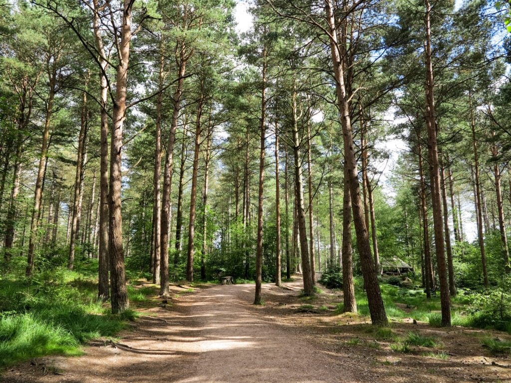 A forest of pines trees with a dirt path at Moors Valley Country Park in Dorset