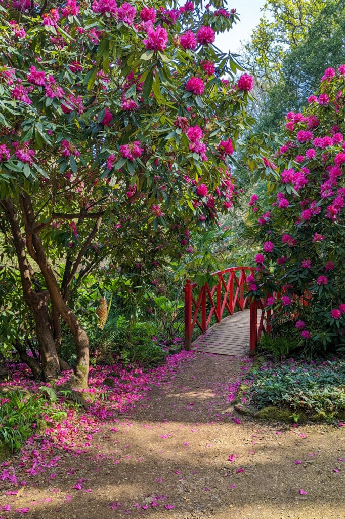 pathway leading to a small bridge with red wooden railings in between large rhododendron bushes with lots of pink flowers at Abbotsbury Subtropical Gardens in Dorset