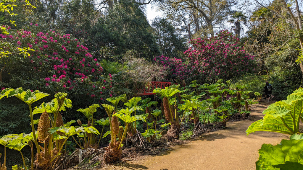 stone pathway leading between large green plants with big leaves with trees in the distance and a small red bridge between large pink rhododendron bushes at Abbotsbury Subtropical Gardens in Weymouth. Best Gardens to Visit in Dorset. 