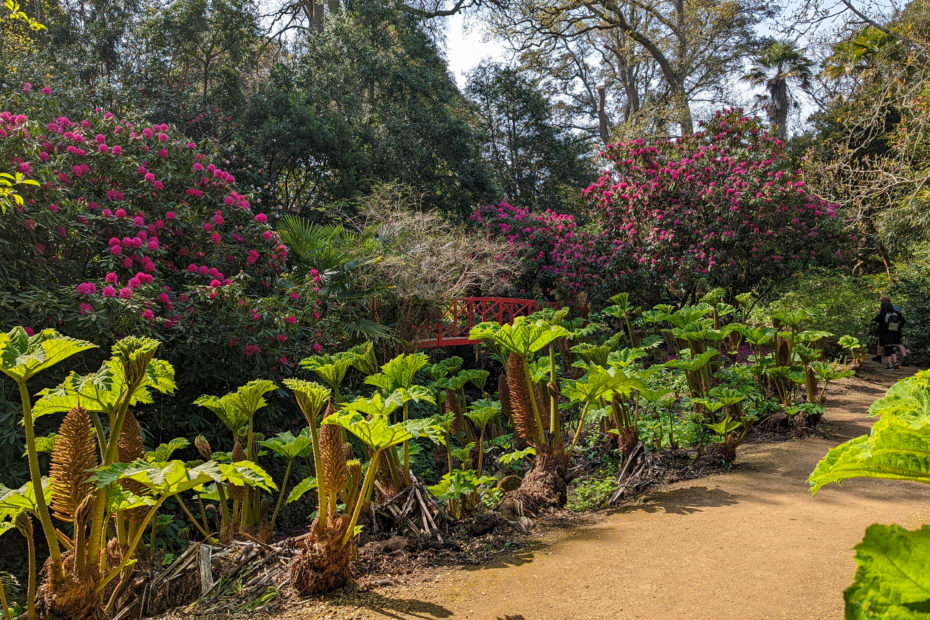 stone pathway leading between large green plants with big leaves with trees in the distance and a small red bridge between large pink rhododendron bushes at Abbotsbury Subtropical Gardens in Weymouth Dorset