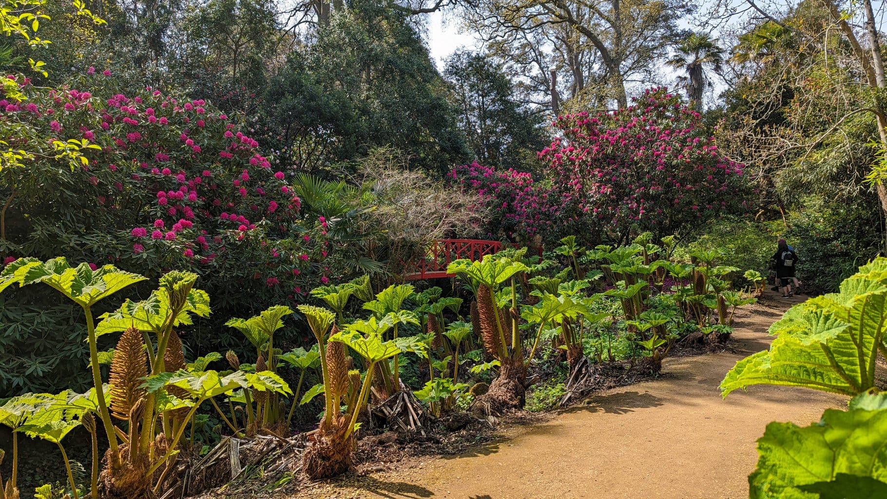 stone pathway leading between large green plants with big leaves with trees in the distance and a small red bridge between large pink rhododendron bushes at Abbotsbury Subtropical Gardens in Weymouth Dorset