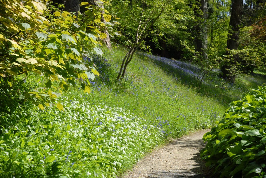 Path with bluebells and wild garlic through woodland at Minterne Gardens in Dorset 