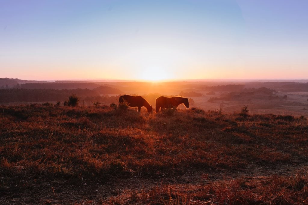 two ponies silhouetted against a sunset with a blue and pink sly above walking on a grassy heath in the new forest