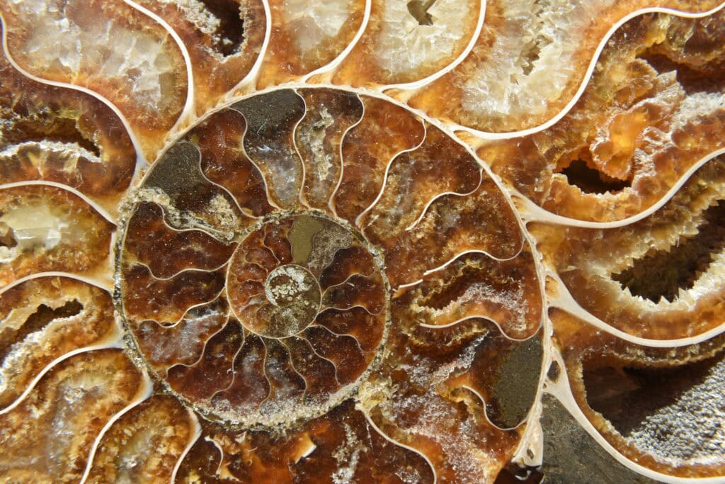 Close up of a petrified ammonite shell with a spiral pattern in a brown and yellow colour.