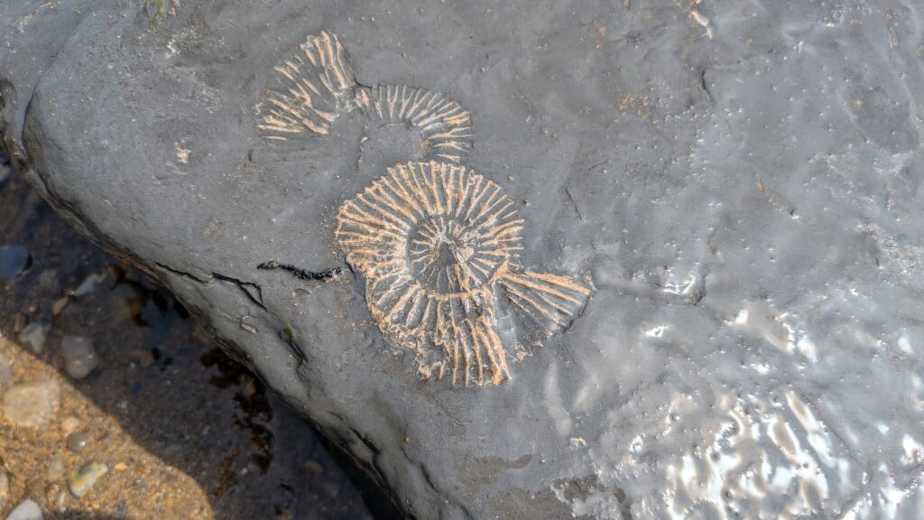 Close up of a grey rock with two ammonite fossils