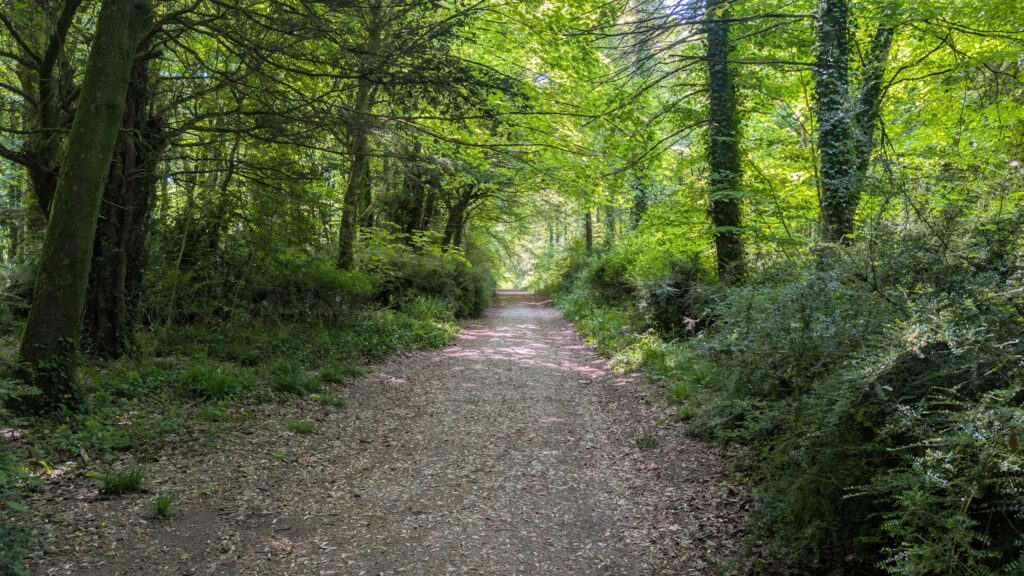 Gravel path leading through a woodland